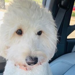 Bella - Goldendoodle