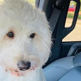 Bella - Goldendoodle