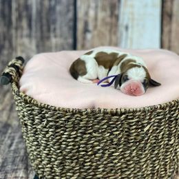 Basset Hound Puppies from Blessed Bassets