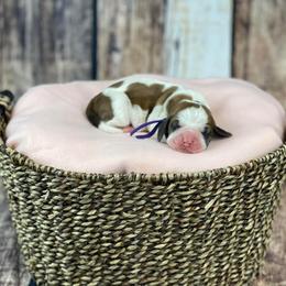 Basset Hound Puppies from Blessed Bassets