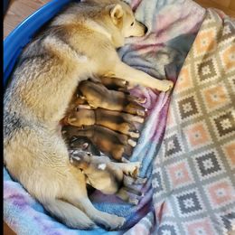 Siberian Husky Puppies from Canace Siberians