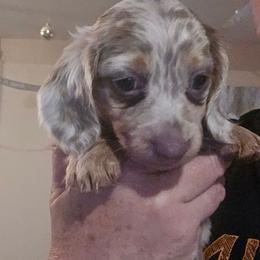 Isabella dapple with points - Fawn (Isabella) male Dachshund puppy in Port Charlotte, Florida from Vicki's Dachshund Crossing