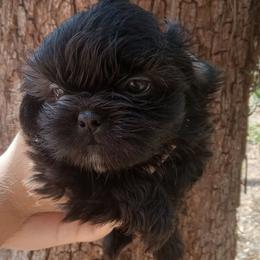 Orso dobie - Chocolate and tan male Shih Tzu puppy in Arcadia, Florida from Kitsune Cuddles and kisses
