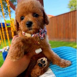 SUNNY - Red male Maltipoo puppy in Sugar Land, Texas from Celebrity Maltipoos