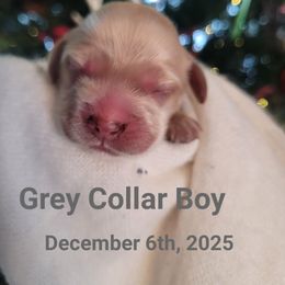 Grey Boy - Buff male Cockapoo puppy in Dayton, Ohio from There's no place like home spaniels