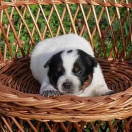 Candy - Blue mottled female Australian Cattle Dog puppy in Buffalo Valley, Tennessee from Buffalo Valley Breeders