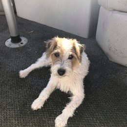 Russell Terrier Puppies from Acorn Ridge JRT