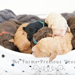 Goldendoodle and Sheepadoodle Puppies from The Farms Precious Doodles