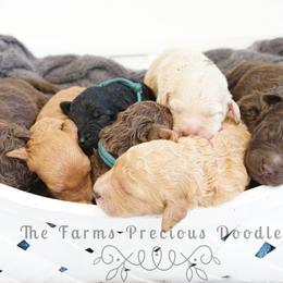 Goldendoodle and Sheepadoodle Puppies from The Farms Precious Doodles