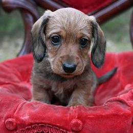 Pugsley - Red male Dachshund puppy in Deville, Louisiana from Jennifer Starkey