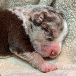 Brown Merle - Brown merle male Aussiedoodle puppy in Oklahoma City, Oklahoma from Royal Paw Aussiedoodles