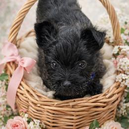 Pink girl - Black brindle female Cairn Terrier puppy in Shell Knob, Missouri from Stoneridge Kennel