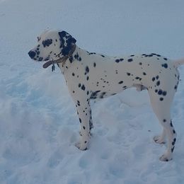 Basset Hound and Dalmatian Puppies from Lazy B Bassets and Dalmatians