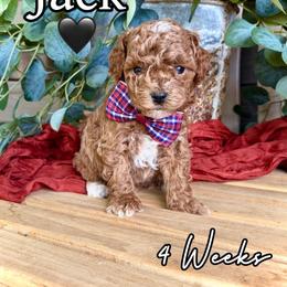 Jack - Red  male Goldendoodle puppy in Runaway Bay, Texas from Green Ranch Doodles