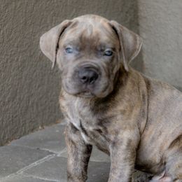 Mr brown collar - Gray brindle Cane Corso puppy in Florida from LunaLinks Cane Corsos