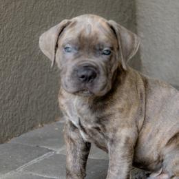 Mr brown collar - Gray brindle Cane Corso puppy in Florida from LunaLinks Cane Corsos