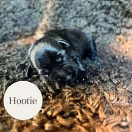 Hootie - Salt and pepper male Miniature Schnauzer puppy in Folkston, Georgia from Poplar Creek Miniature Schnauzers