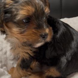 Boy 1 - Black and gold male Yorkshire Terrier puppy in Grove City, Ohio from Missy Lu Lap Puppies