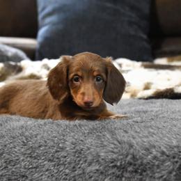 Dean - Chocolate and tan male Dachshund puppy in Momence, Illinois from Happy Little Doxies
