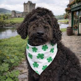 Novalee - Phantom female Bernedoodle puppy in Lookout, California from Remington Kennels, LLC