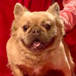 Hugo - French Bulldog