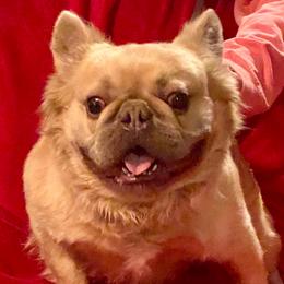 Hugo - French Bulldog