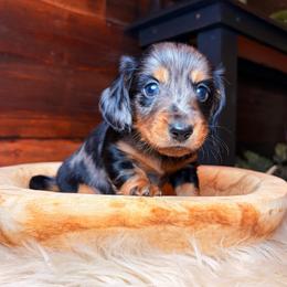 Sparrow - Dapple male Dachshund puppy in Washburn, Tennessee from Clinch Mountain Dachshunds