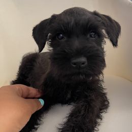 Summer - Black female Miniature Schnauzer puppy in San Diego, California from KMS-Miniature Schnauzers