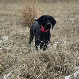 German Shorthaired Pointers from Turning Point Kennel