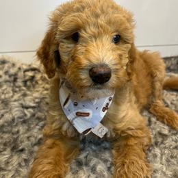 Bordoodle Puppies from Circle R Valley Farms