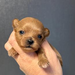 Nova - Apricot female Maltipoo puppy in Newport Beach, California from Exotic City Pomeranians and chihuahuas