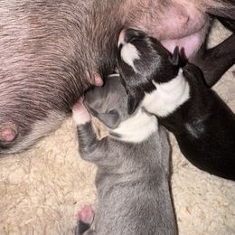 Crystal of Aloha - White and black female Italian Greyhound puppy in Waianae, Hawaii from Makanalani Yorkies and Iggys
