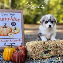 Coral - Blue merle and white female American Corgi puppy in Cameron, North Carolina from Butts Family Corgis