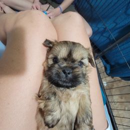 Shih Tzu Puppies from Chimera Shih Tzu