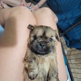 Shih Tzu Puppies from Chimera Shih Tzu