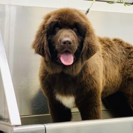 Newfoundland Puppies from Dyer Lake Newfoundland’s