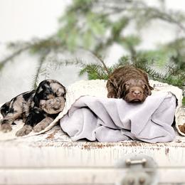 Goldendoodle Puppies from Penny Lane’s Doodles