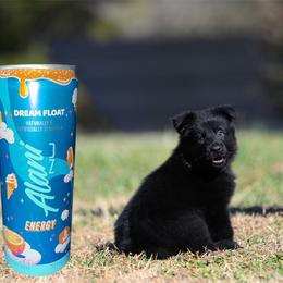 Dream Float - Black male German Shepherd puppy in Murrayville, Georgia from Vom Clark’s German Shepherds