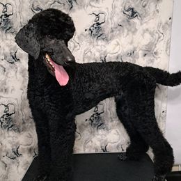 Poodles from Isabella's Babies