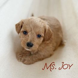 Joy - Apricot female Goldendoodle puppy in Sacramento, California from Dandy Doodles Goldendoodles