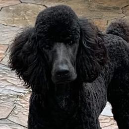 Maggie - Poodle