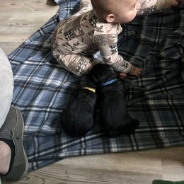 Giant Schnauzer Puppies from Toledo Bend Giants Vom Zitronen