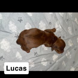 Lucas - Chocolate male Dachshund puppy in Liberty, North Carolina from Beyond the Tail