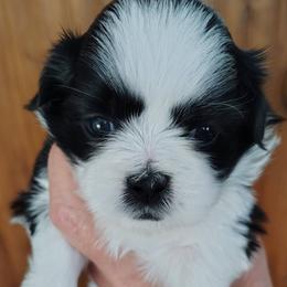 Millie - Black and white female Shih Tzu puppy in Palmyra, New York from Karen's Tzus of Palmyra-Macedon