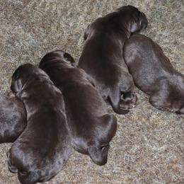 Brooke - Chocolate female Labrador Retriever puppy in Camden, Indiana from Camden's Caring Canines