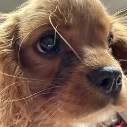 Cavalier King Charles Spaniel puppies from Napier Cavaliers
