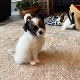 Mitzi's Boy 1 - White and sable male Papillon puppy in Shirley, Arkansas from Lucky Pups