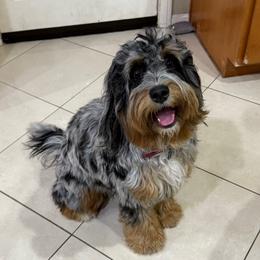 Mimosa - Bernedoodle