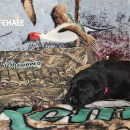 Labrador Retriever Puppies from Copper Creek Outfitters and Kennel