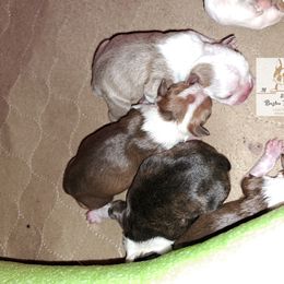 Boston Terrier Puppies from M&Bs Boston Terriers